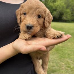 Goldendoodle Puppies from Doodifuldoods