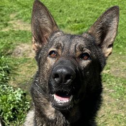 Chasey - German Shepherd