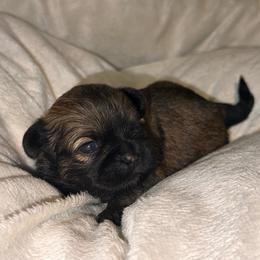 Brindle Girl - Brindle female Shih Tzu puppy in Albany, New York from Precious Shihpoo’s and Luxurious Shih Tzu’s