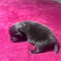Sam - Black male Pomeranian puppy in Kansas City, Missouri from S&K Pomeranians