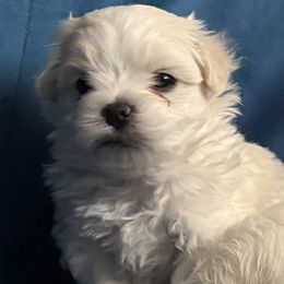 Teddy Snow Angel - White male Bichon Frise puppy in Anza, California from Top Shepherd -Snow Angels Bichon Frisé, Maltise