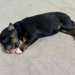 January - Black and tan female Pomeranian puppy in Clarksville, Tennessee from Bee Mine Maltipoos and Pomeranians