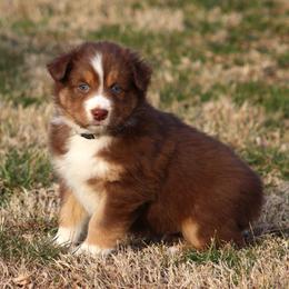 Tyson  red tri male with blue eyes - Red tri-color male Australian Shepherd puppy in Cookeville, Tennessee from Spring Creek Aussies