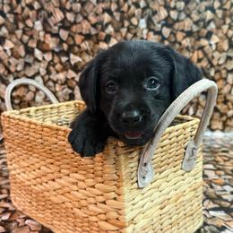 Daphne - Black female Labrador Retriever puppy in Isle, Minnesota from Dog Ear Outfitters