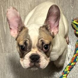 Buddy - White and fawn male French Bulldog puppy in Salem, Oregon from Chinnychinchinofsalem