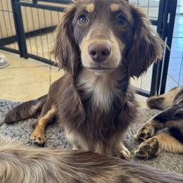 Theo (GUARDIAN) - Chocolate and cream male Dachshund puppy in Cherry Valley, California from Sugar and Spice Dachshunds