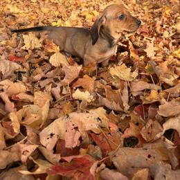 Dachshund Puppies from Steadfast station, mini dachshunds