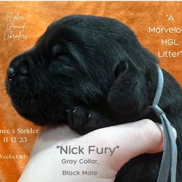 Nick Fury - Gray Collar, Black Male - 3,500 - Black male Labrador Retriever puppy in Eaton Rapids, Michigan from Higher Ground Labradors