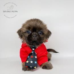 Quince - Brindle male Shih Tzu puppy in League City, Texas from Divine Pups
