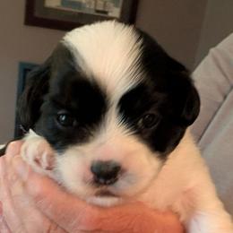 Lance - Parti male Lhasa Apso puppy in Fort Worth, Texas from Cynthia's Lhasa Apsos