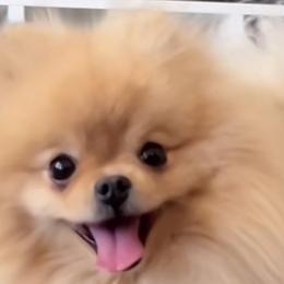 Pomeranians from Crown Rose Pomeranians