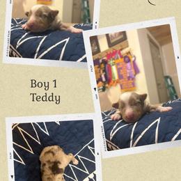 Teddy - Red merle male Miniature Australian Shepherd puppy in Tipton, Indiana from Big Maple Farm