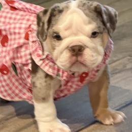 Bulldog puppies from Tenpennypups