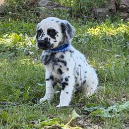 Ranger - long coat - White and black male Dalmatian puppy in Sedalia, Missouri from Missouri Dalmatians