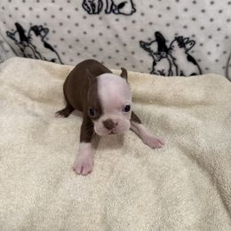 Girl 2 - Seal and white female Boston Terrier puppy in Chillicothe, Ohio from 740 kennels