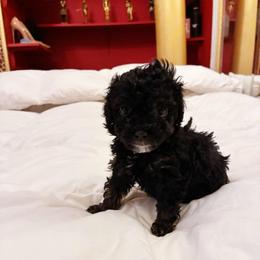 IRAS - Black female Poodle puppy in Jersey City, New Jersey from Tuts Pups Cafe