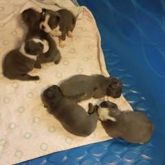 French Bulldogs and Miniature Schnauzers from Fites Puppies