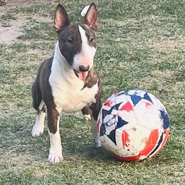 Mona - Miniature Bull Terrier