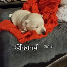 Winter - White female Maltese puppy in Terrell, Texas from PBJ Farms