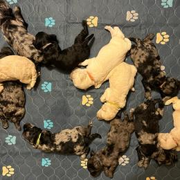Schnoodle Puppies from Giselle’s Pups: Giant Schnauzer/Standard Poodles