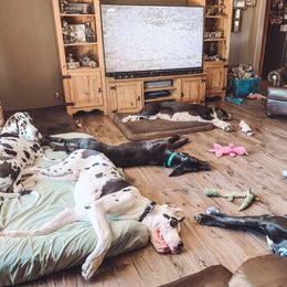 Dachshund and Great Dane Puppies from Bellator Danes & Mini Dachshunds