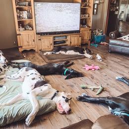 Dachshund and Great Dane Puppies from Bellator Danes & Mini Dachshunds