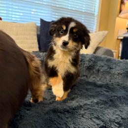 Buzz - Black tri male Miniature Australian Shepherd puppy in Dallas, Waco, And Tyler, Texas from Beulah Aussie Farms Texas