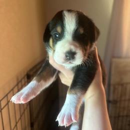 Boy 2 - Black, white and red male Greater Swiss Mountain Dog puppy in Lower Burrell, Pennsylvania from Polyanna’s GSMD
