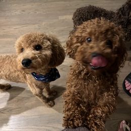 Poodle and Yorkshire Terrier Puppies from Keystone Poodles