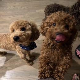 Poodle and Yorkshire Terrier Puppies from Keystone Poodles