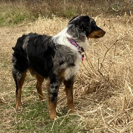 Envy - Australian Shepherd