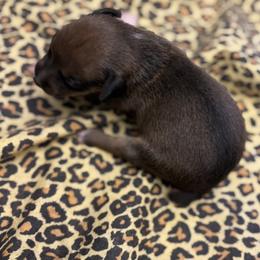 Tino - White, chocolate and tan male Rat Terrier puppy in Brandon, Mississippi from Henry Farms Rat Terriers