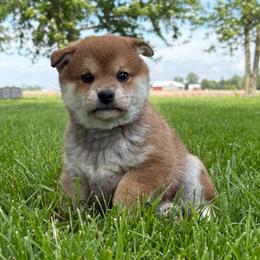 Zania - Sesame female Shiba Inu puppy in Covington, Ohio from Rustic Country Shibas
