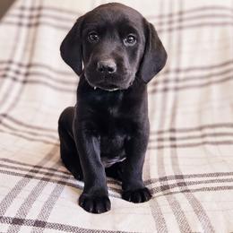Green Collar - Black male Labrador Retriever puppy in Coarsegold, California from Sierra Hills Retrievers