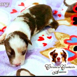Mallory - Red merle female Miniature Australian Shepherd puppy in Punta Gorda, Florida from Christie's Creekside Aussies