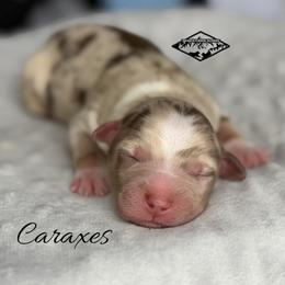 Caraxes - Red merle male Miniature Australian Shepherd puppy in Cody, Wyoming from Quartz Creek Aussies