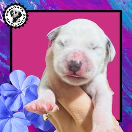 Pink - White and black female Dalmatian puppy in Morriston, Florida from OpalOnyx Dalmatians