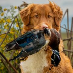Nova Scotia Duck Tolling Retrievers from Fireball Tollers
