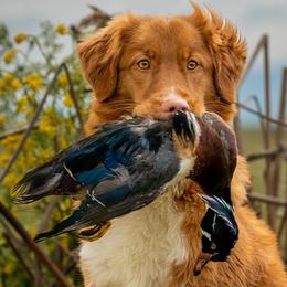 Nova Scotia Duck Tolling Retrievers from Fireball Tollers