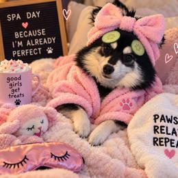 Tala - Black and white female Pomsky puppy in Orlando, Florida from Way too cute Pomskies