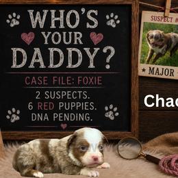 Chaos - Red merle male Miniature Australian Shepherd puppy in Oronogo, Missouri from Dutton's Show Me Farms