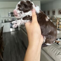Comet - Brown merle male Aussiedoodle puppy in Ruskin, Florida from Reigning Doodles