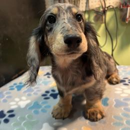 Doc - Dapple male Dachshund puppy in Hebron, Indiana from MCS Dachshunds