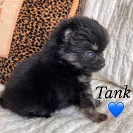 TANK (Tiny teacup size) - Black and tan male Pomeranian puppy in San Marcos, Texas from Petticoat Poms