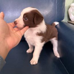 Mercury - Red female Border Collie puppy in Grapeview, Washington from Athena’s Collies
