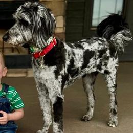 Aussiedoodle All Grown Up from Pawsitively Doodles