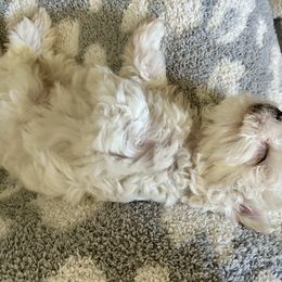 Maltese Puppies from Missy's Maltese