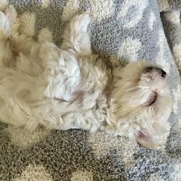Maltese Puppies from Missy's Maltese