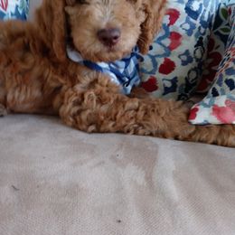 Goldendoodle Puppies from ABBEY ROAD GOLDENDOODLES