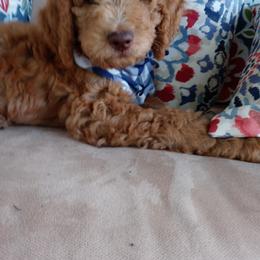 Goldendoodle Puppies from ABBEY ROAD GOLDENDOODLES